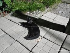  В продаже котята британской породы, (смесь)