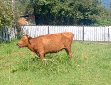 Пропала коровка