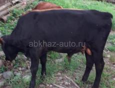 Продаются коровы 