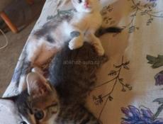Игривый котенок - охотник