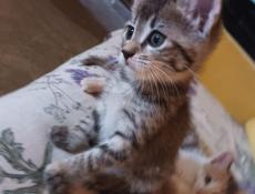 Игривый котенок - охотник