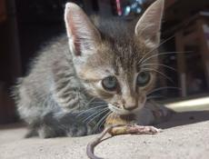 Игривый котенок - охотник