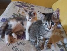 Игривый котенок - охотник