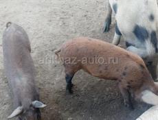 Продается 