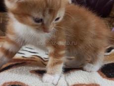 Продаются котята