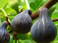Продам инжир много, нужно собрать самим