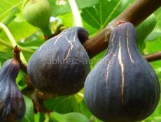 Продам инжир много, нужно собрать самим