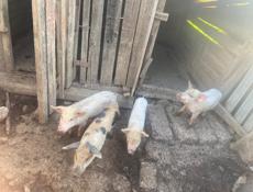 Продаются 