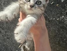 Котёнок 