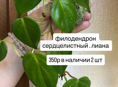 Комнатные цветы