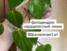 Комнатные цветы