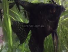 Аквариумные рыбки 