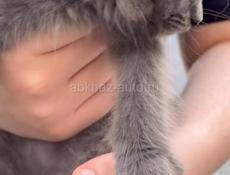Отдаем котят в добрые хорошие руки бесплатно 🙏