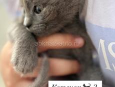 Отдаем котят в добрые хорошие руки бесплатно 🙏