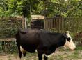 Срочно продам🐮