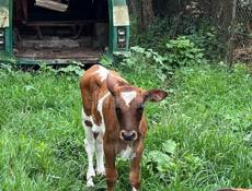 Срочно продам🐮