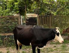 Срочно продам🐮