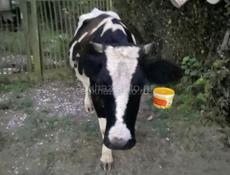 Корова 🐮 