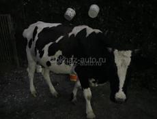 Корова 🐮 