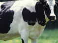Продаю телок коз 