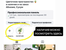 Комнатные растения
