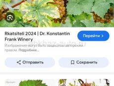 Виноград Ркацители 