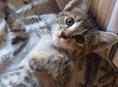 Красивый котенок - Привезу Сам!