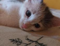 Красивый котенок - Привезу Сам!