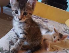 Красивый котенок - Привезу Сам!