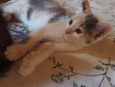 Красивый котенок - Привезу Сам!