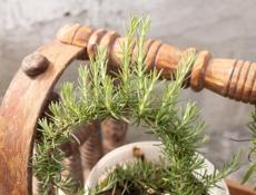 Услуги садовника, продажа растений