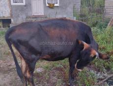 Продается корова 