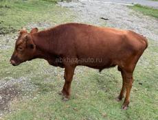 Продаю 