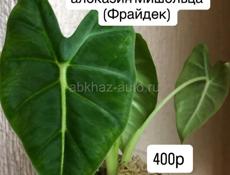 алоказии