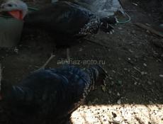 Продаются индюшата