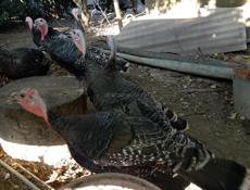 Продаются индюшата