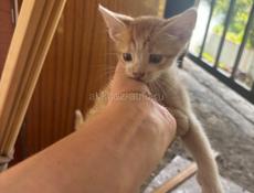 Отдам в хорошие руки