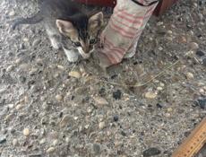 Отдам в хорошие руки