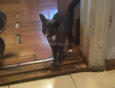 Отдам кошек у кого есть проблемы с мышами крысами обращайтесь бесплатно