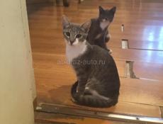 Отдам кошек у кого есть проблемы с мышами крысами обращайтесь бесплатно