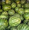 Продам арбуз