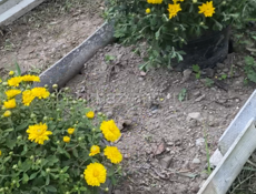 Цветы