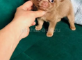 Куплю чихуахуа маленькую 