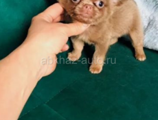 Куплю чихуахуа маленькую 