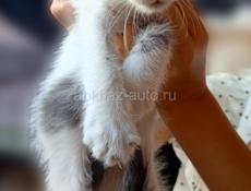 В добрые руки