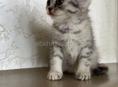 Продается котёнок девочка. Чистокровная британка 