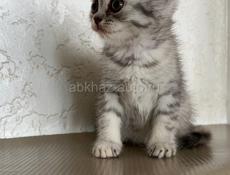 Продается котёнок девочка. Чистокровная британка 