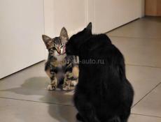 Отдам котенка хорошим хозяевам 