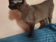 Бурманский котик