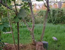 Продам 